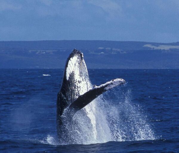 Humpback whale breaching