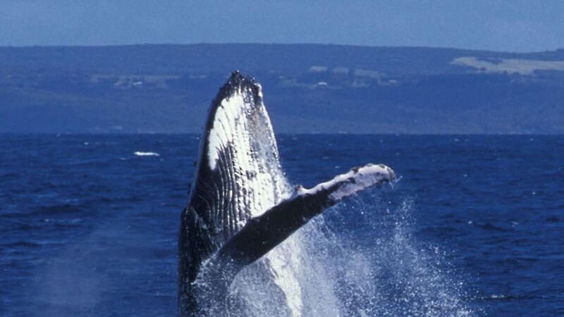 Humpback whale breaching