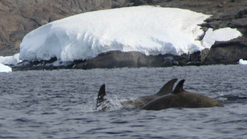 A group of Minke whales with snow-covered shore in the background