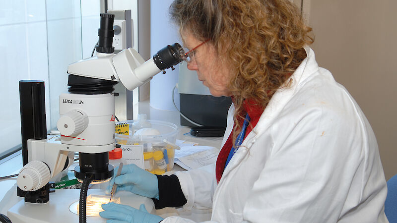 Scientist examining insects collected in Antarctica using a stereoscopic dissecting microscope