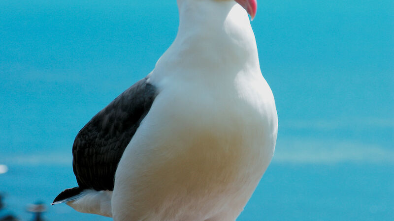 Black-browed albatross facing the camera