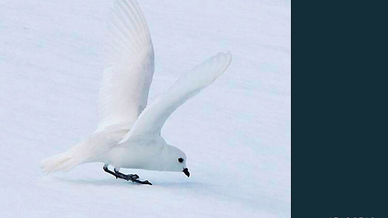 Snow petrel on the ice, with wings raised