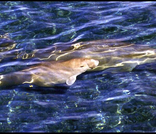 Dugong cow and calf