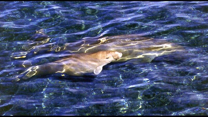 Dugong cow and calf