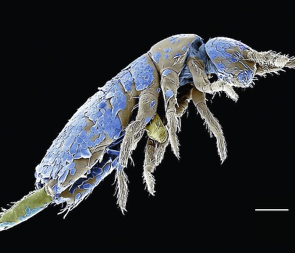 Electron microscope image of collembola