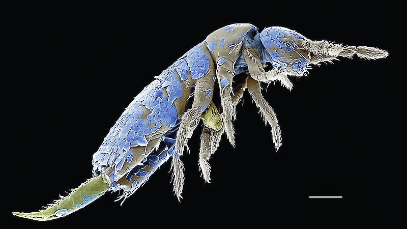 Electron microscope image of collembola