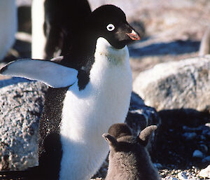 Adelie penguin and chick