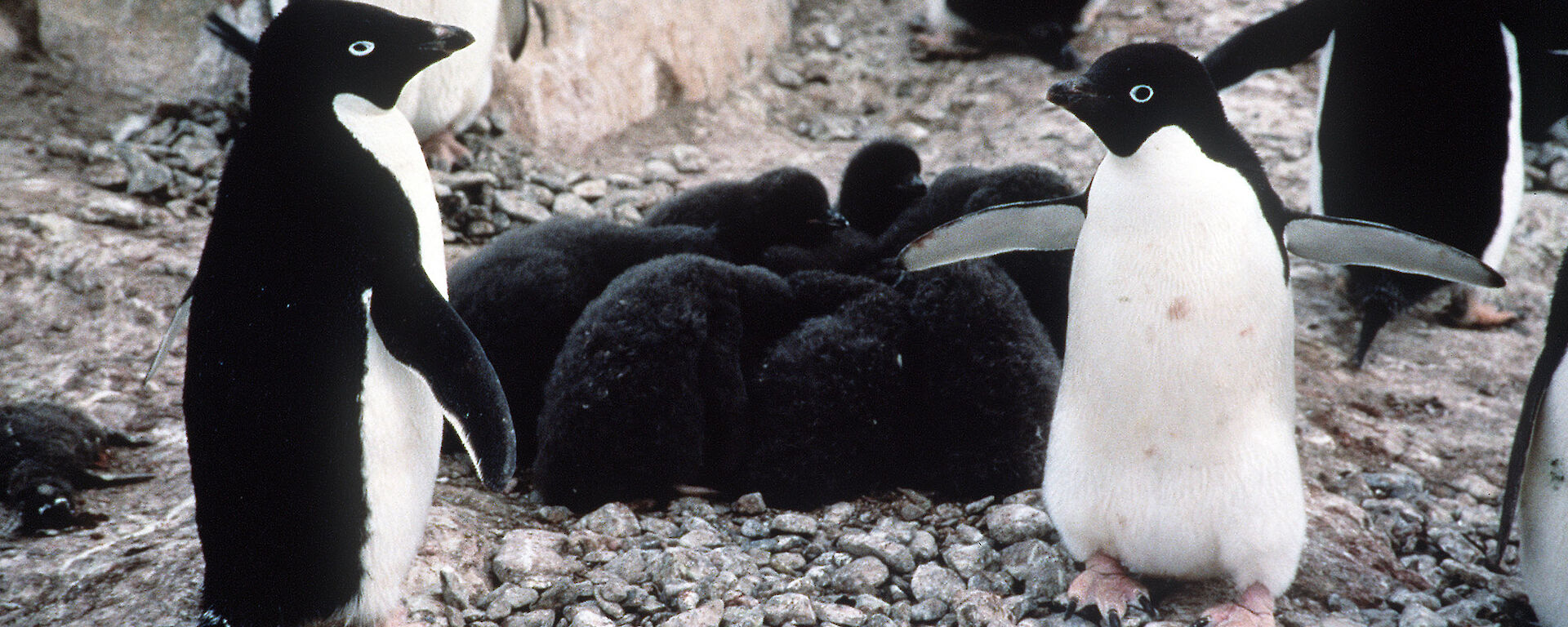 Adelie penguins and chick creche