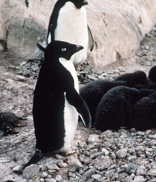 Adelie penguins and chick creche