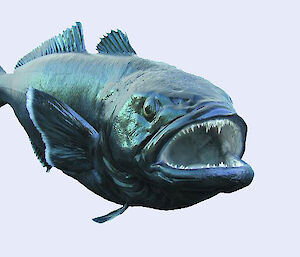 Patagonian toothfish