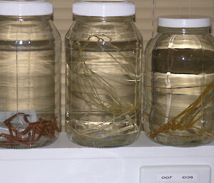 Three species of sea spider from TMAG’s collection