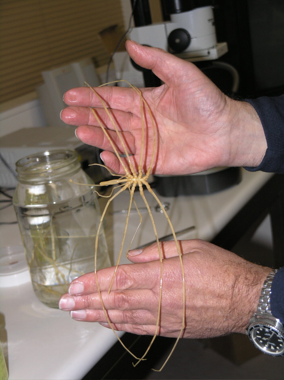 New species of sea spider identified from Heard Island waters