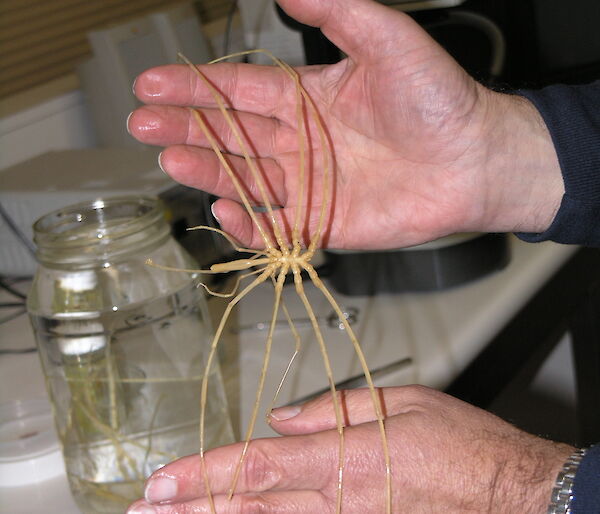 Sea spider specimen with legs uncurled