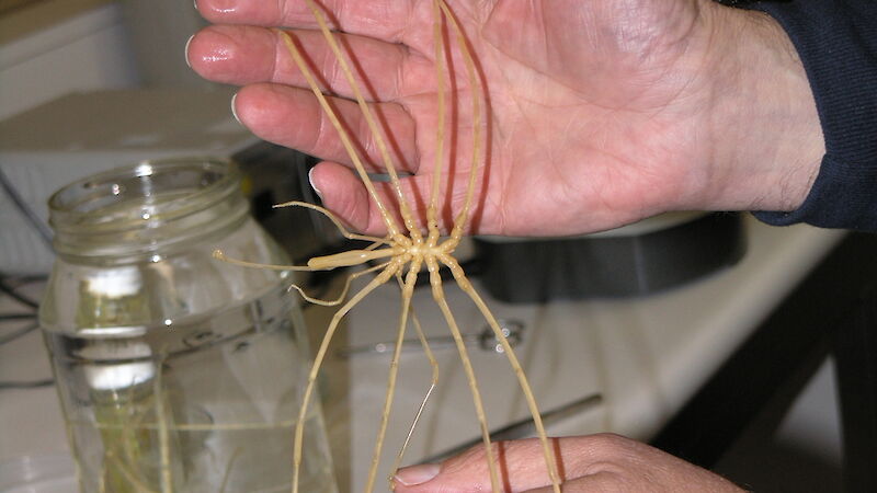 Sea spider specimen with legs uncurled