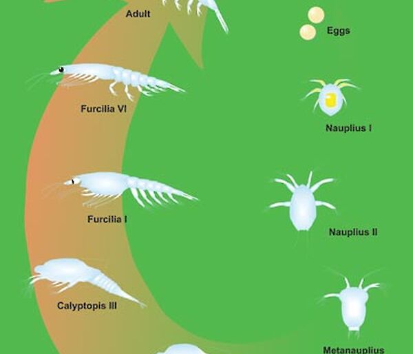 The Krill cycle: egg, nauplius, metanauplius, calyptopis, furcilia, adult