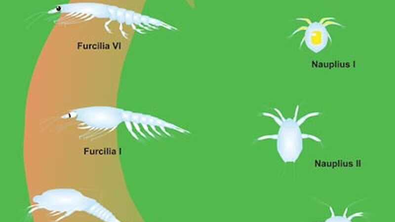 The Krill cycle: egg, nauplius, metanauplius, calyptopis, furcilia, adult