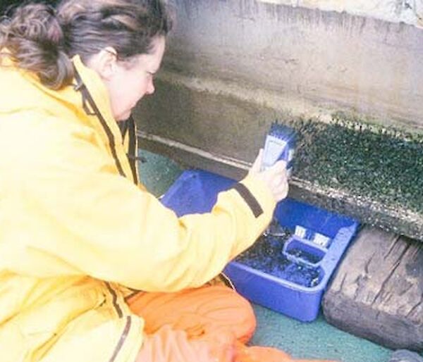 Cleaning marine debris from the barge