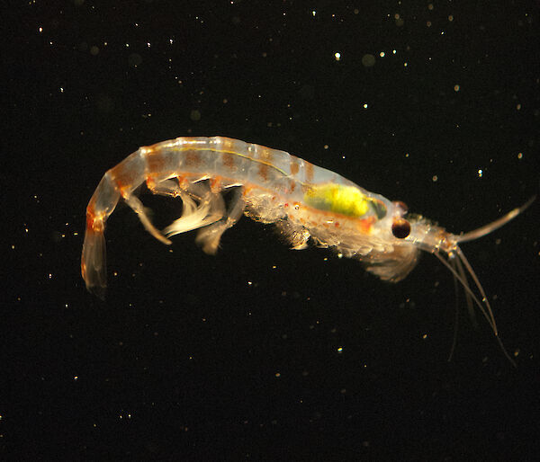 Close up of Antarctic krill swimming in a laboratory tank