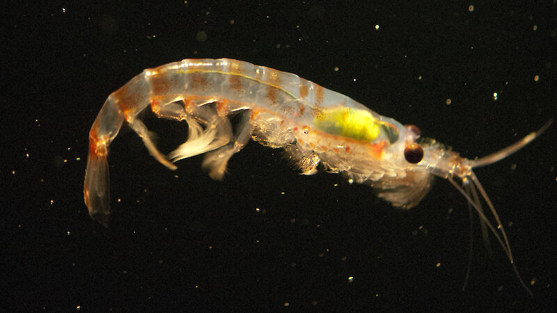 Close up of Antarctic krill swimming in a laboratory tank