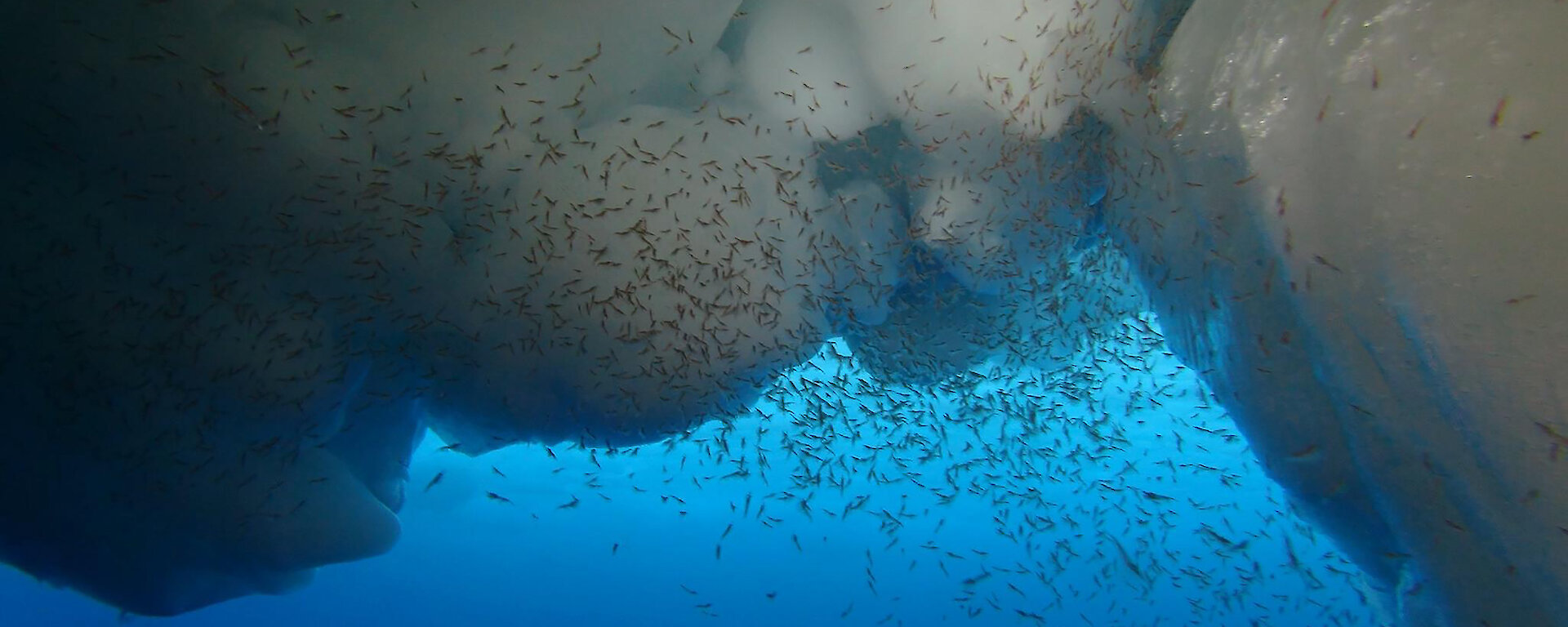 Adult and larval Antarctic krill in the Southern Ocean