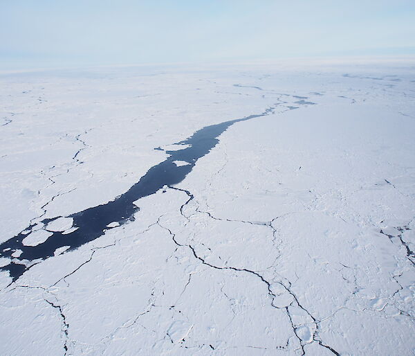 White sea ice