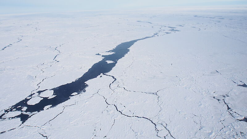 White sea ice