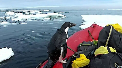 Adélie penguin on a small boat