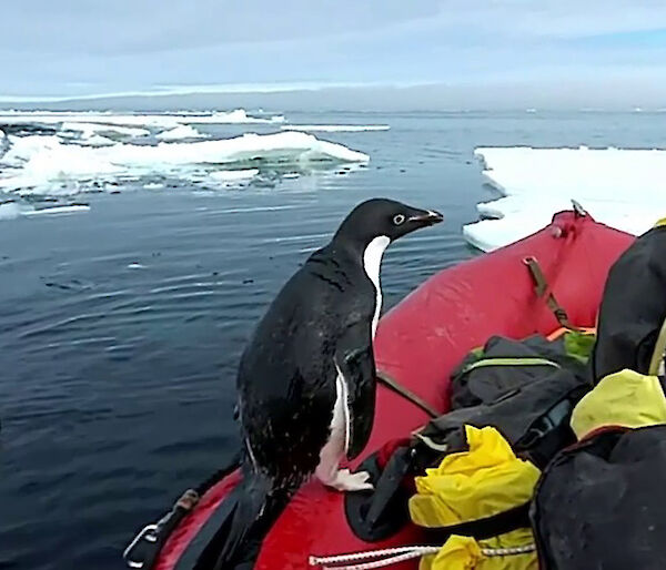 Adélie penguin on a small boat