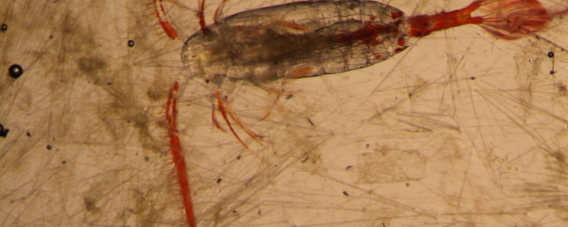 Microscope picture of Antarctic zooplankton (Calanus propinquus) that were used in the incubation experiments on board the research ship.