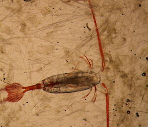 Microscope picture of Antarctic zooplankton (Calanus propinquus) that were used in the incubation experiments on board the research ship.