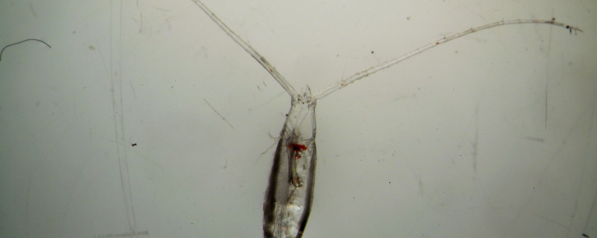 A micrscope image of Antarctic zooplankton (Rhincalanus gigas) that were used in the incubation experiments.