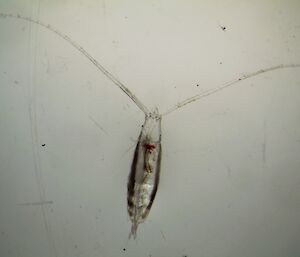 A micrscope image of Antarctic zooplankton (Rhincalanus gigas) that were used in the incubation experiments.