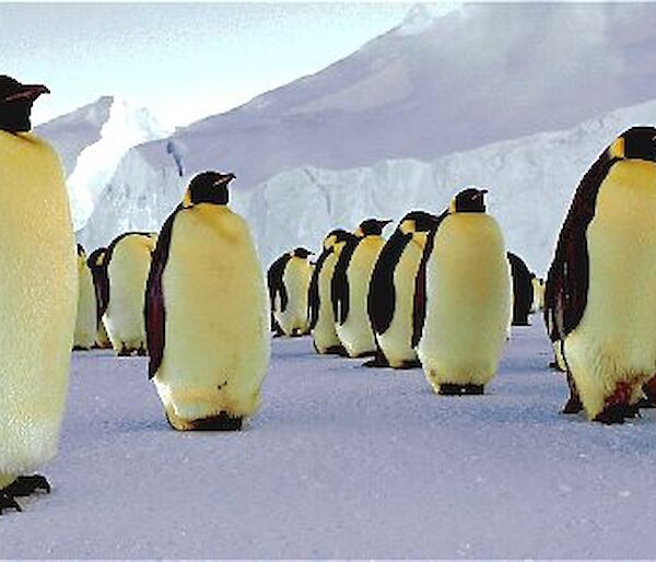 Emperor penguins