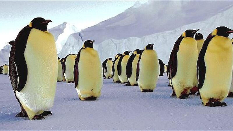 Emperor penguins