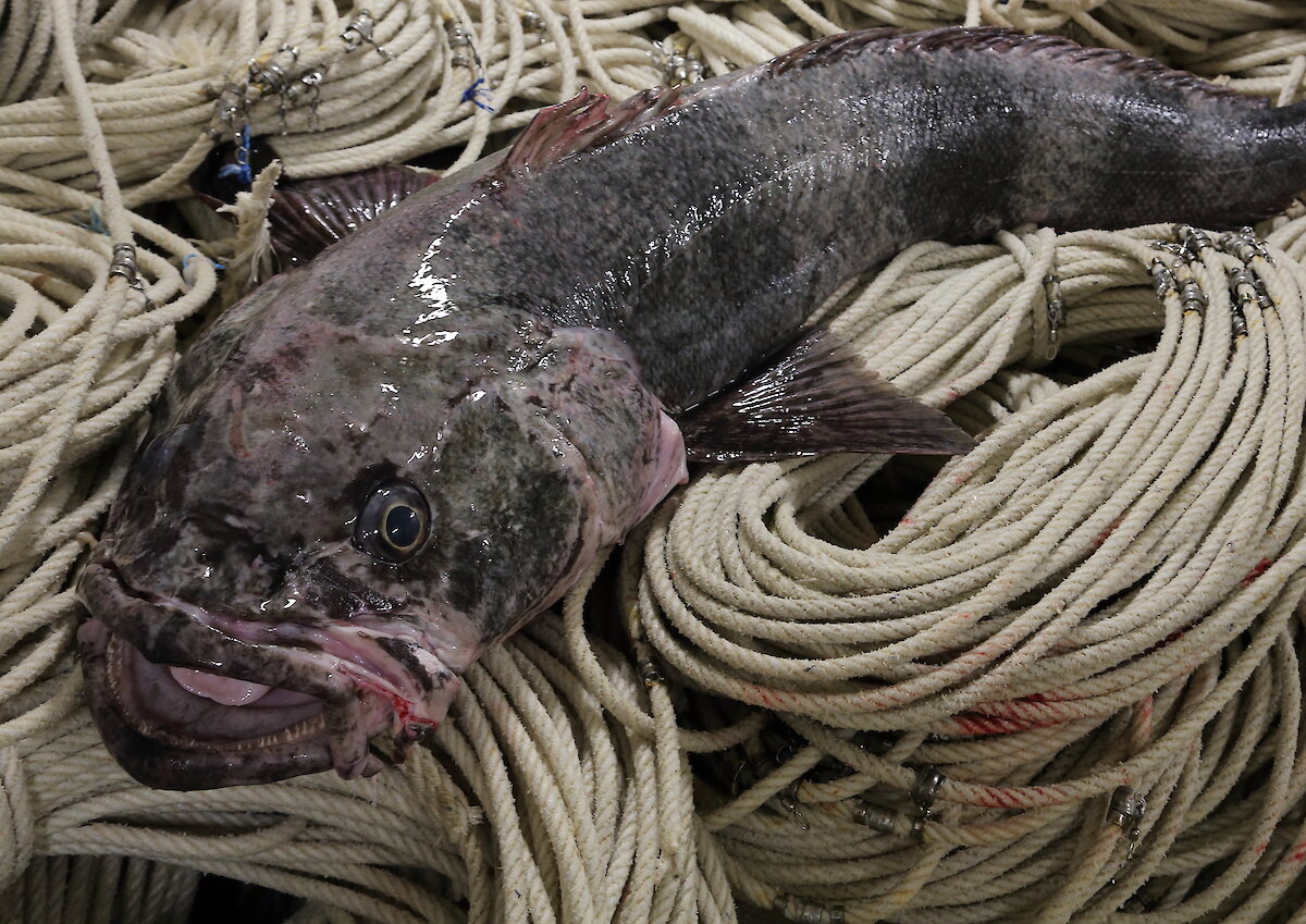 Diving into the Antarctic toothfish gene pool Australian Antarctic