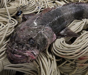 Antarctic Toothfish