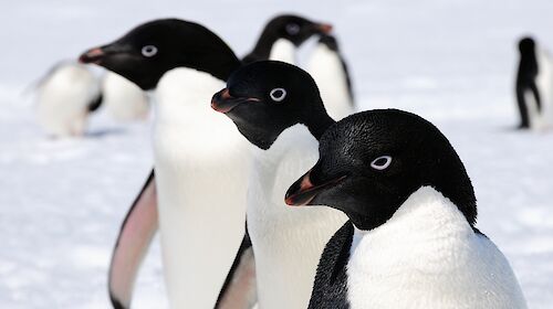 Three Adélie penguins all looking the same way