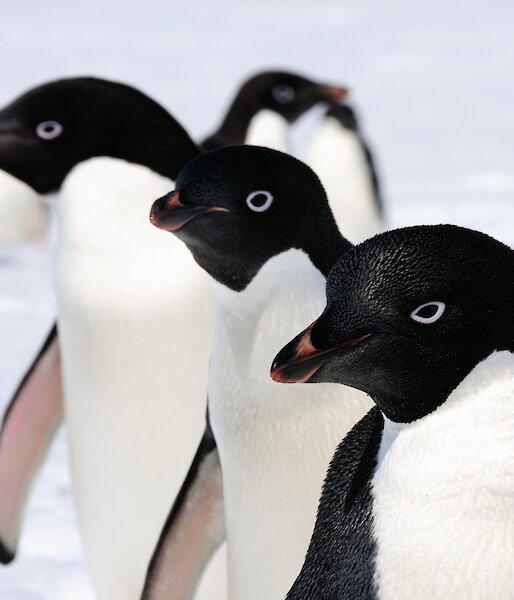 Three Adélie penguins all looking the same way