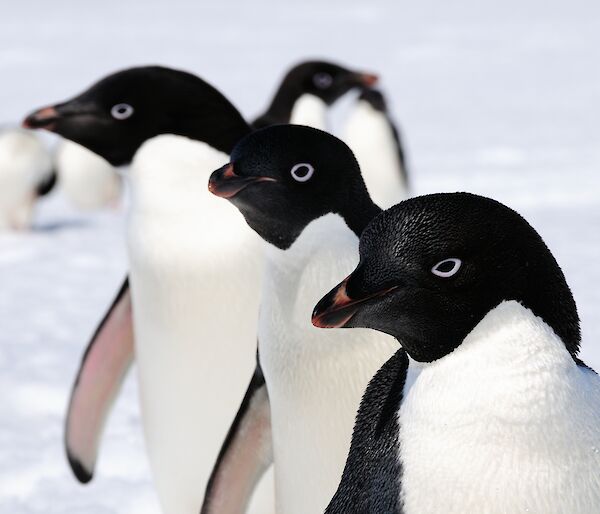 Three Adélie penguins all looking the same way