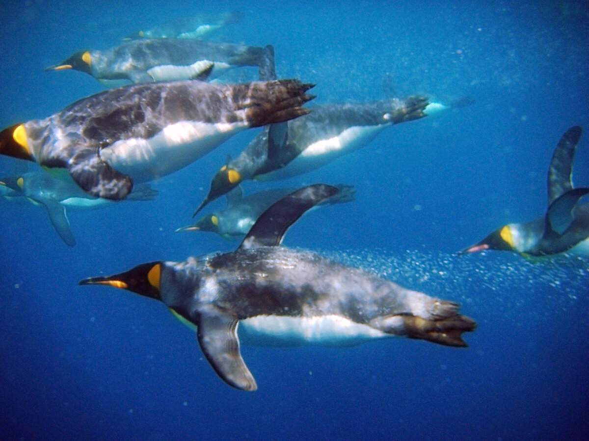 Marine animals explore the ocean in similar ways – Australian Antarctic  Program (News 2018)