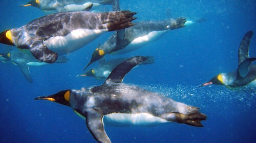 King penguins swimming under water.