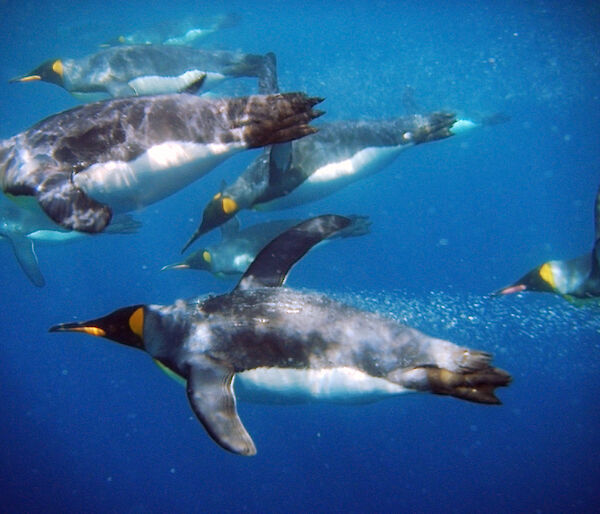 King penguins swimming under water.