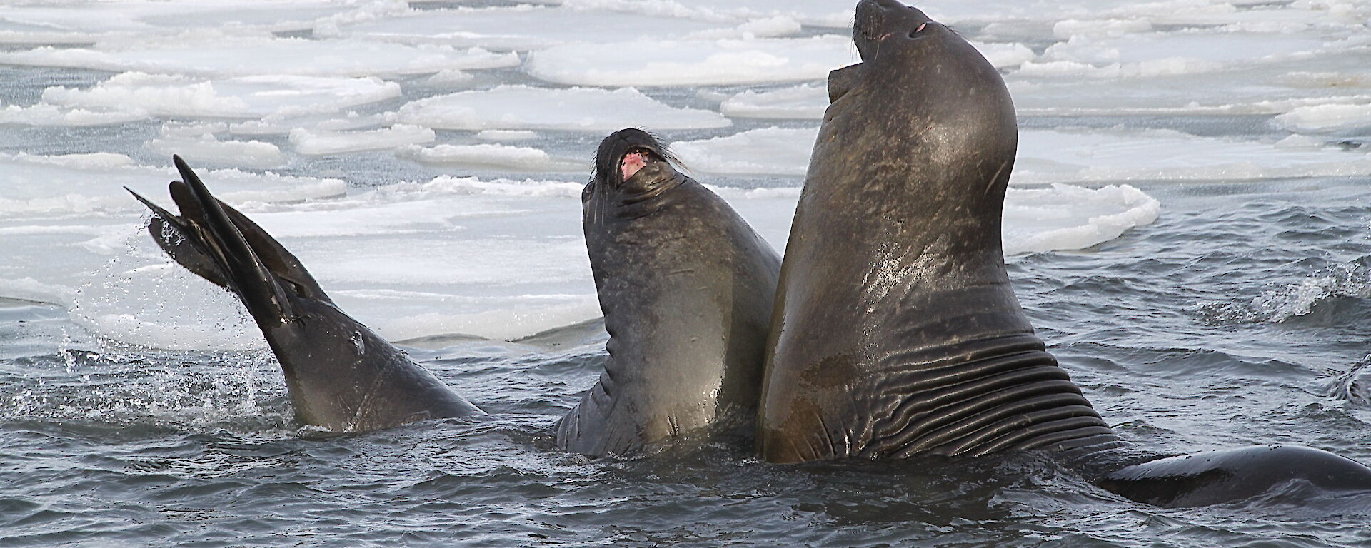 Two elephant seals play fight in the shallow water off Davis station.