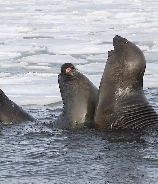Two elephant seals play fight in the shallow water off Davis station.