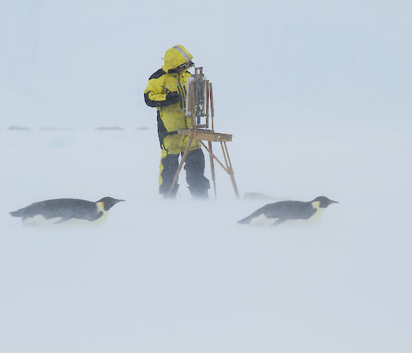 Artist standing at easel with two emperor penguins tobogganing