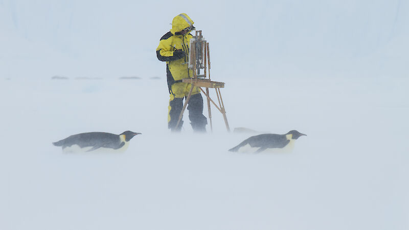 Artist standing at easel with two emperor penguins tobogganing