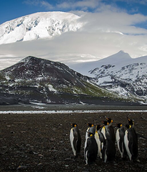 Penguins and a mountain