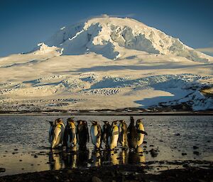 King penguins on The Nullabor with Mount Drygalski and Big Ben in the background