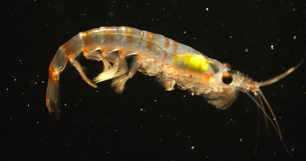 Antarctic krill break down microplastics – Australian Antarctic Program