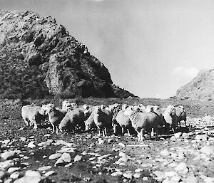 Herd of sheep on The Isthmus